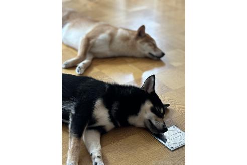 ぽんちゃん1枚目