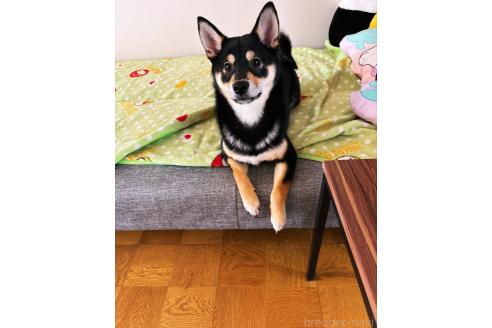 ぽんちゃん1枚目