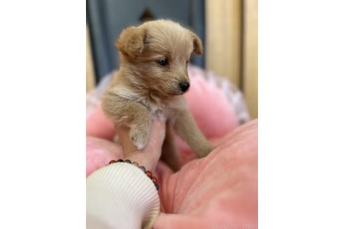 成約済の埼玉県のミックス犬-373952の7枚目