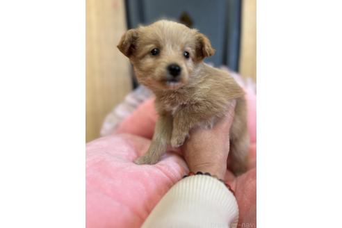 成約済の埼玉県のミックス犬-373952の5枚目