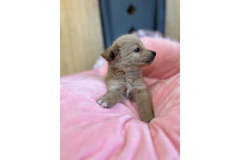 成約済の埼玉県のミックス犬-373952の2枚目