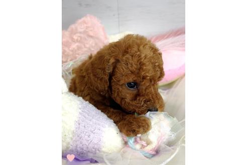 成約済の愛知県のトイプードル-368309の6枚目