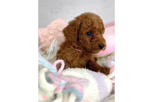 成約済の愛知県のトイプードル-368309の5枚目