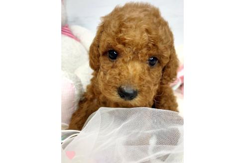成約済の愛知県のトイプードル-368309の1枚目