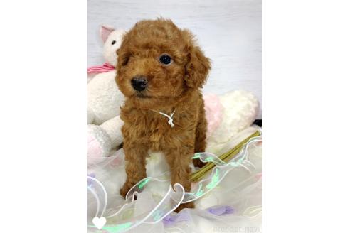 成約済の愛知県のトイプードル-368307の19枚目
