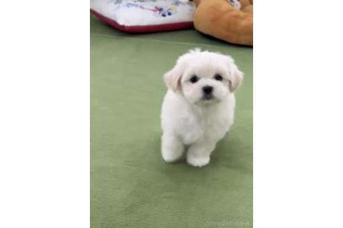 成約済の福岡県のミックス犬-372150の8枚目