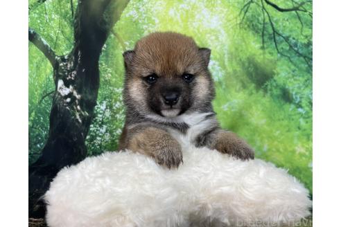 成約済の福岡県の豆柴-372971の13枚目