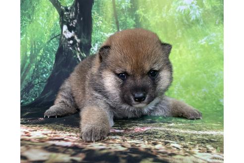 成約済の福岡県の豆柴-372971の12枚目