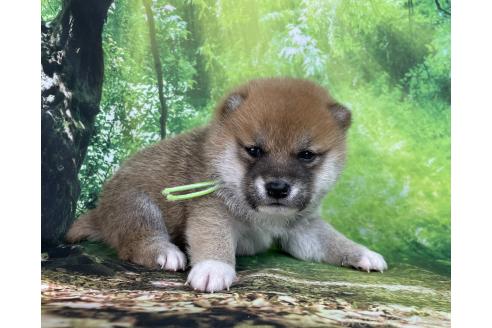 成約済の福岡県の豆柴-373966の16枚目