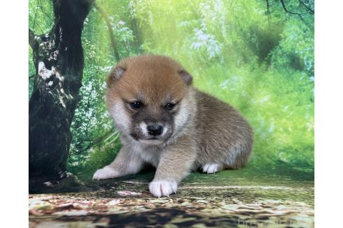 成約済の福岡県の豆柴-373966の15枚目