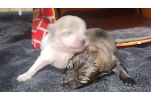 販売中の福岡県のポメラニアン-373967の15枚目