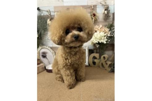 さとみちゃん1枚目