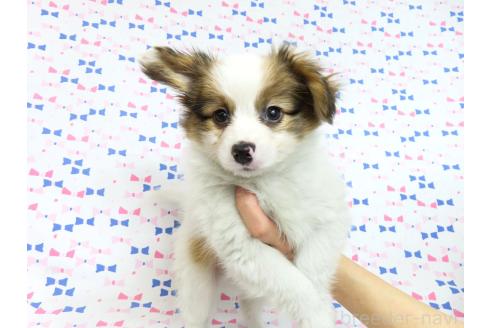 成約済の千葉県のパピヨン-367915の7枚目