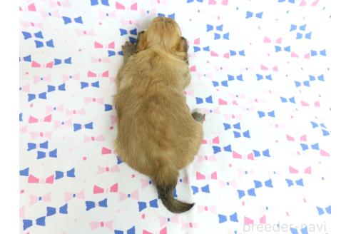 成約済の千葉県のミックス犬-371931の16枚目