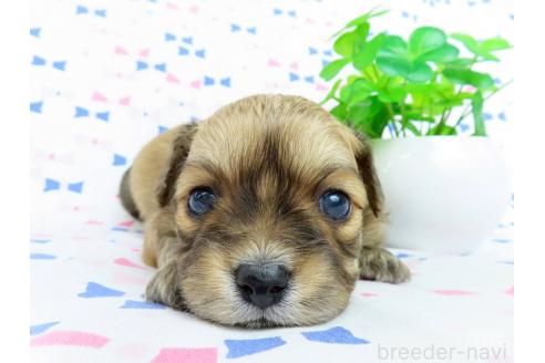 成約済の千葉県のミックス犬-371931の15枚目