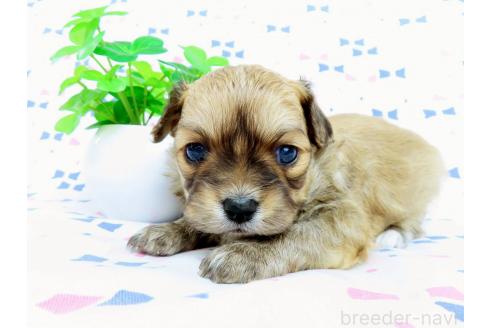 成約済の千葉県のミックス犬-371931の14枚目