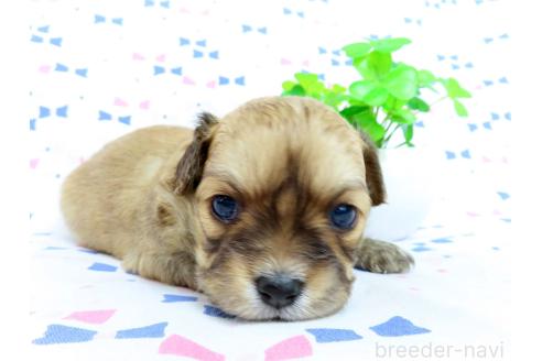 成約済の千葉県のミックス犬-371931の13枚目