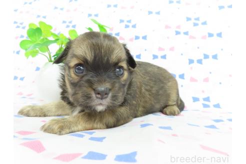 成約済の千葉県のミックス犬-371932の8枚目