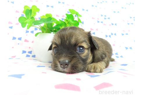 成約済の千葉県のミックス犬-371932の7枚目