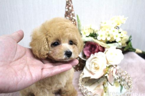 成約済の茨城県のトイプードル-374010の5枚目