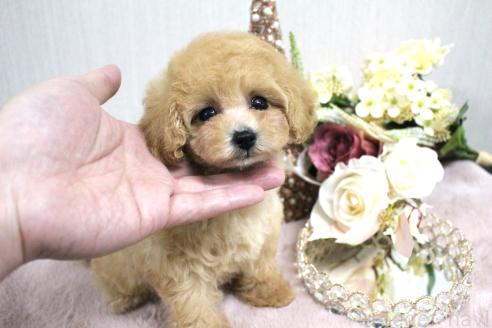 成約済の茨城県のトイプードル-374010の3枚目