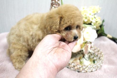 成約済の茨城県のトイプードル-374010の2枚目