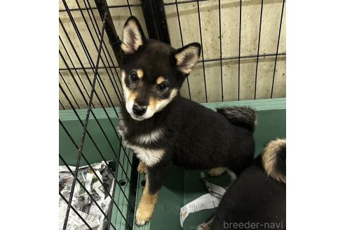 成約済の千葉県の柴犬-360823の7枚目
