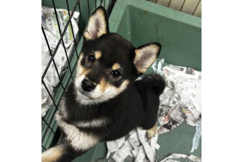 成約済の千葉県の柴犬-360823の6枚目