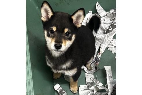 成約済の千葉県の柴犬-360823の5枚目