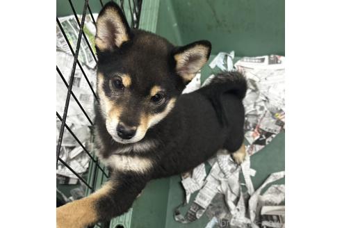 成約済の千葉県の柴犬-360823の4枚目