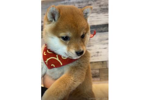 成約済の茨城県の豆柴-374016の5枚目