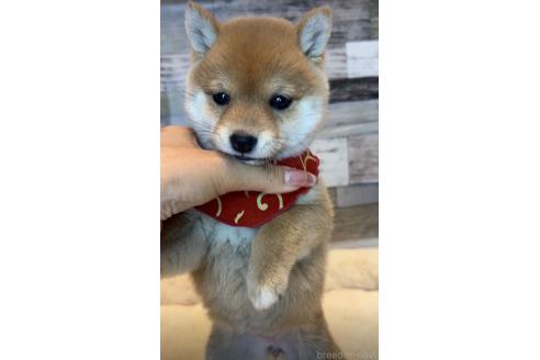 成約済の茨城県の豆柴-374016の4枚目