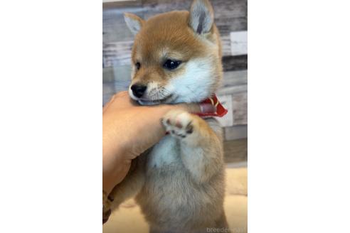 成約済の茨城県の豆柴-374016の2枚目