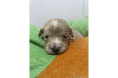 成約済の滋賀県のマルプー:マルチーズ×トイプードル-374018の21枚目