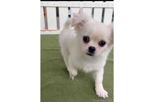 成約済の福岡県のミックス犬-365365の6枚目