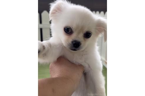 成約済の福岡県のミックス犬-365365の5枚目