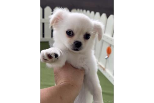 成約済の福岡県のミックス犬-365365の4枚目