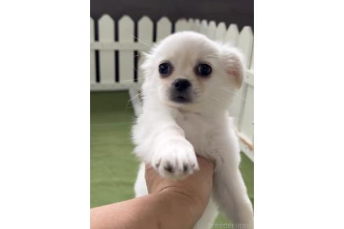 成約済の福岡県のミックス犬-365365の3枚目