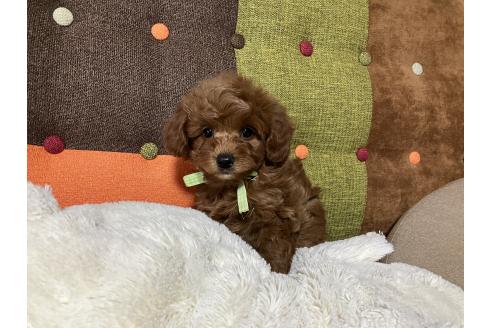 成約済の福岡県のマルプー:マルチーズ×トイプードル-374040の6枚目