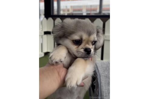 成約済の福岡県のミックス犬-365539の10枚目
