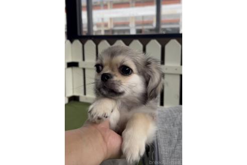 成約済の福岡県のミックス犬-365539の9枚目