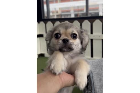 成約済の福岡県のミックス犬-365539の8枚目