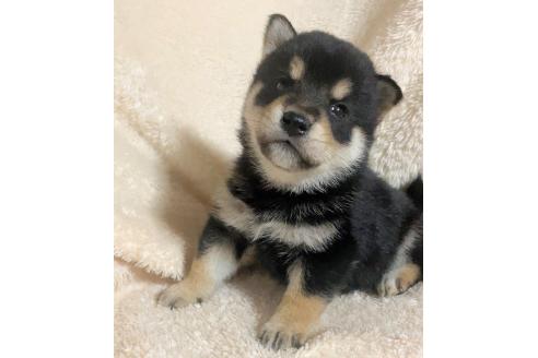 成約済の北海道の柴犬-371161の2枚目