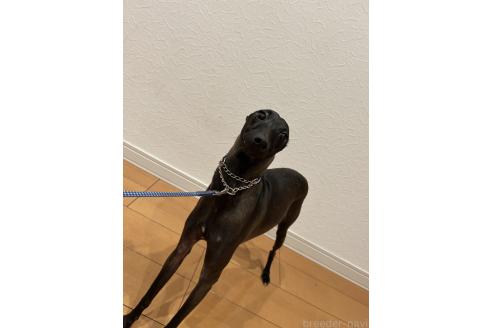 ジェミニくん1枚目