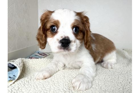 販売中の福岡県のキャバリアキングチャールズスパニエル-369740の6枚目