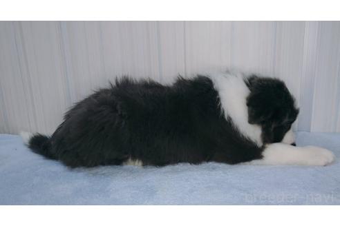成約済の千葉県のボーダーコリー-369815の6枚目