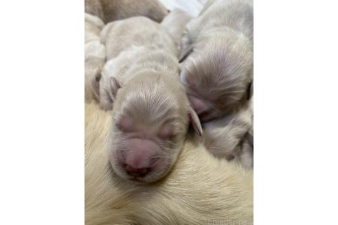 成約済の栃木県のゴールデンレトリーバー-373932の8枚目