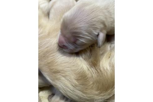 成約済の栃木県のゴールデンレトリーバー-373932の7枚目