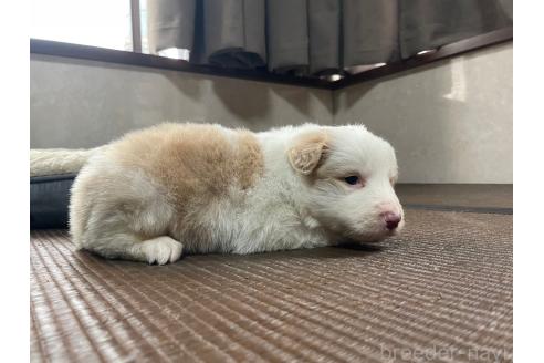 販売中の東京都のボーダーコリー-373941の5枚目