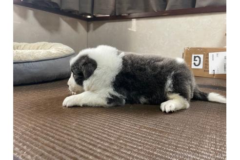 販売中の東京都のボーダーコリー-373943の6枚目